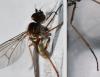 Syntormon sp.